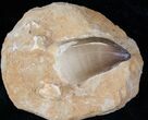 Mosasaur Tooth In Rock #13134-1